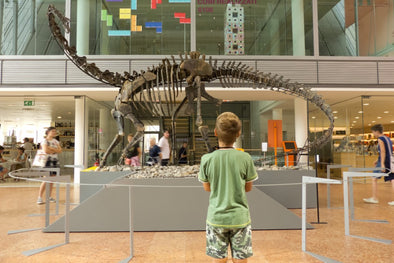 Kid looking at a large dinosaur fossil in a museum