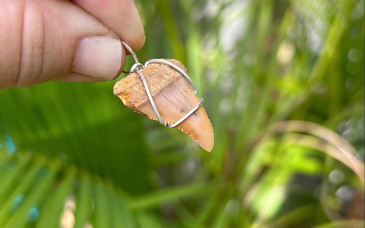 Hand Holds Fossil Great White Tooth Pendant with Sterling Silver Wire Wrap