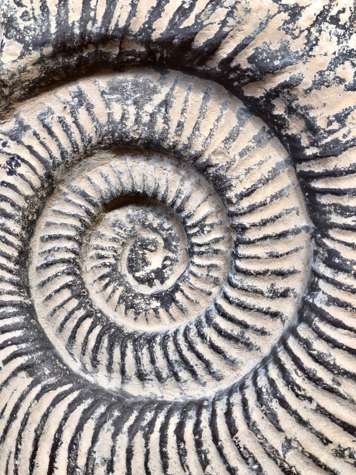 Close up fossilized ammonite shell