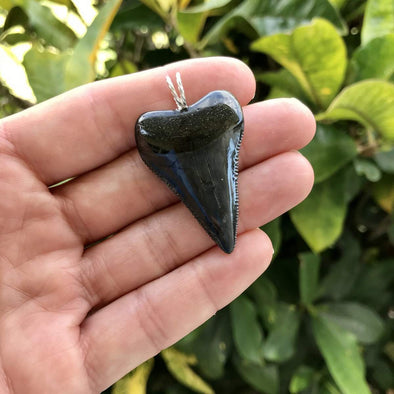 Great White Fossil Tooth Pendant