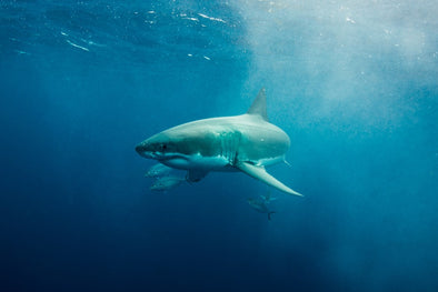 Great White Shark swimming in open water