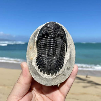 Hollardrops Trilobite Fossil held in front of ocean