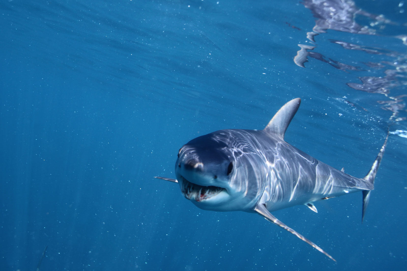 The Marvelous Mako Shark