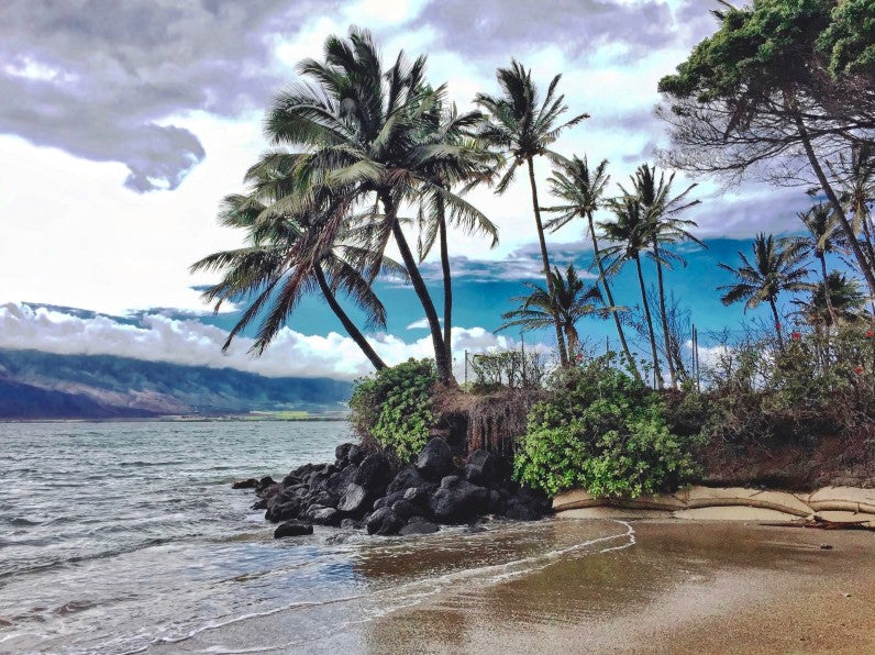 Maui beach with palm trees