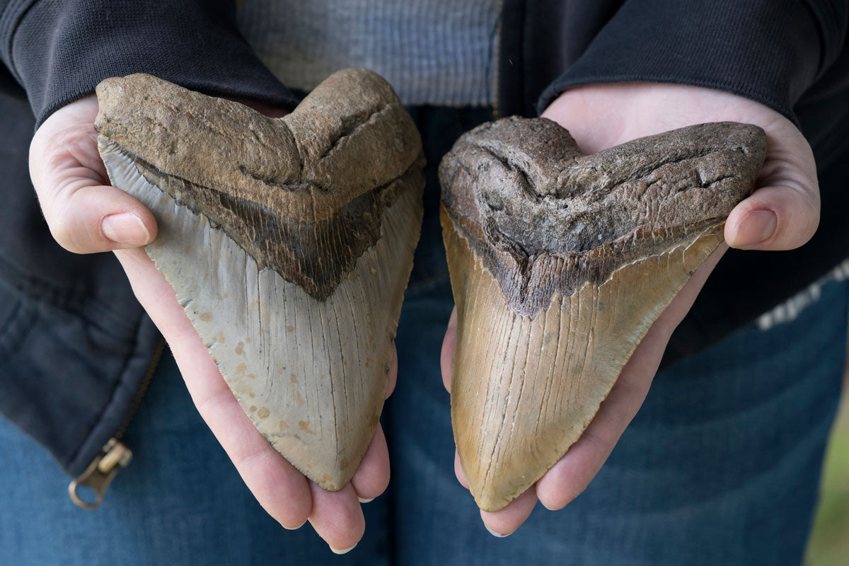 Megalodon Shark Teeth, a Fossil to Save