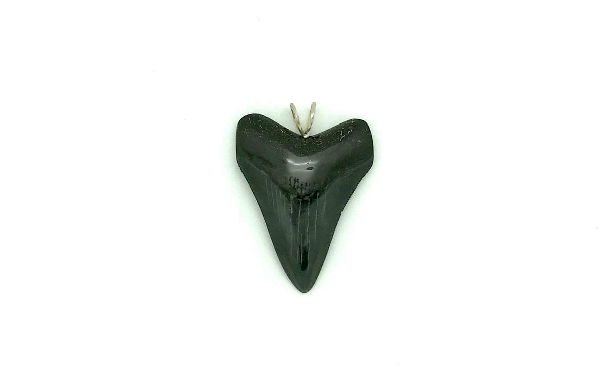 Megalodon Pendant