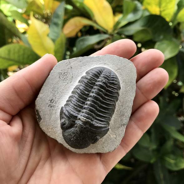 Trilobite fossil