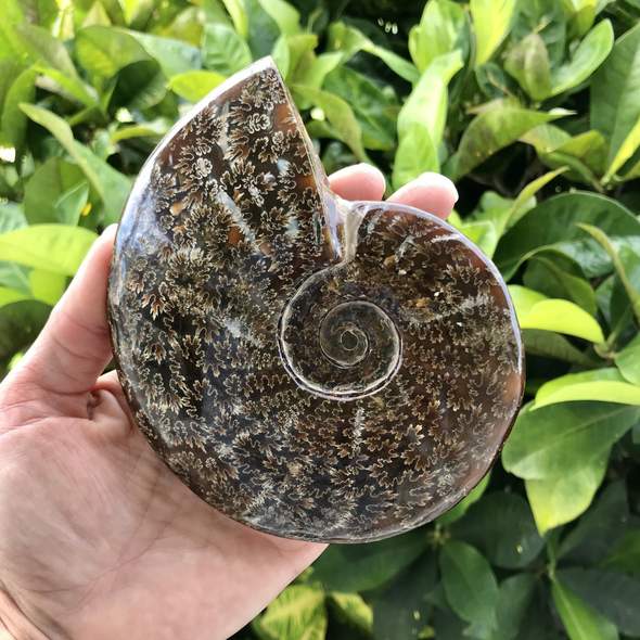 ammonite fossil