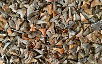 Buying Shark Teeth: What You Should Know