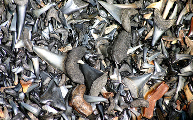Large collection of shark teeth
