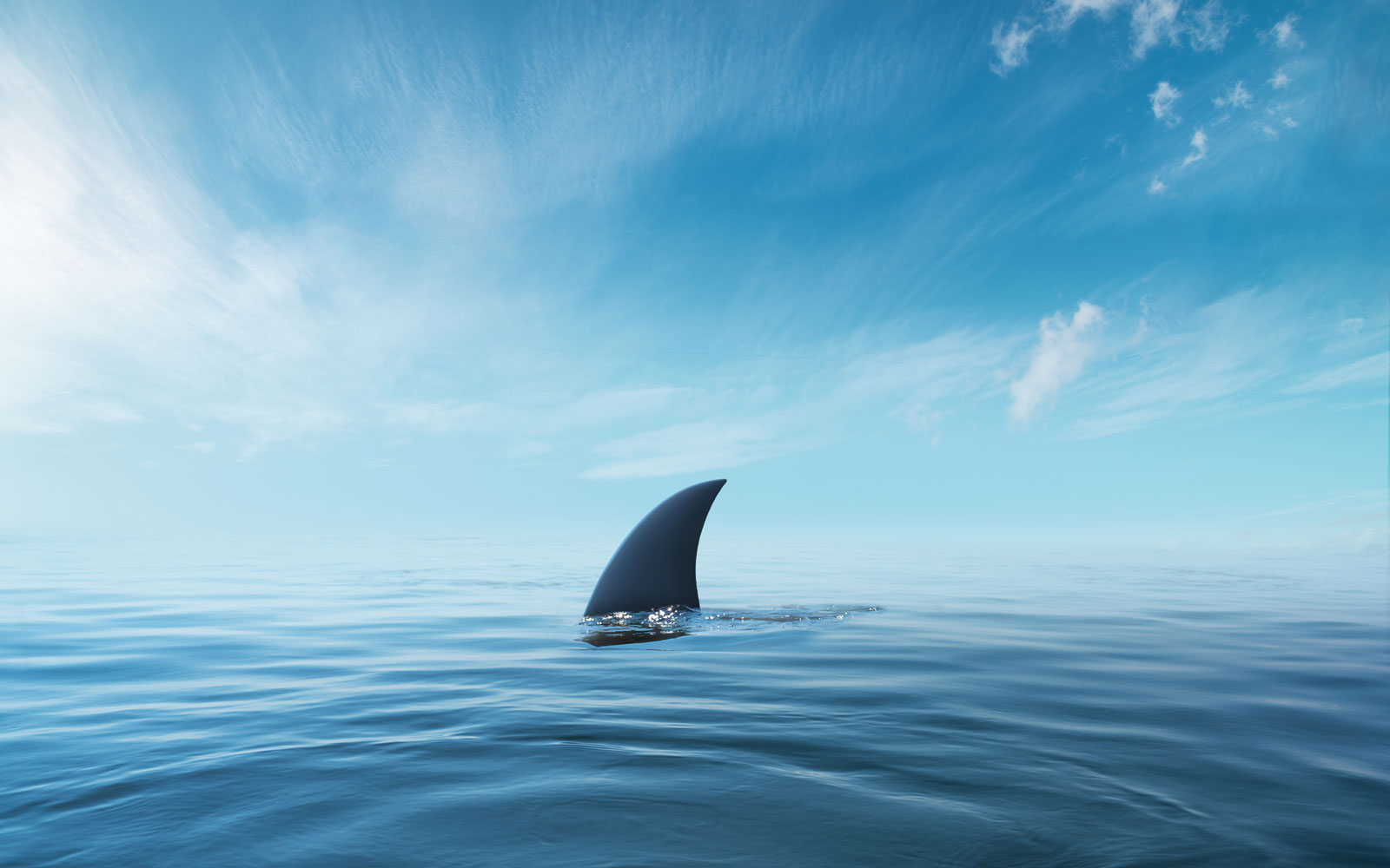 A shark fin above the surface of the ocean