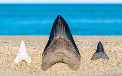 Sharks and Their Dental Records: Tales from Shark Tooth Fossils