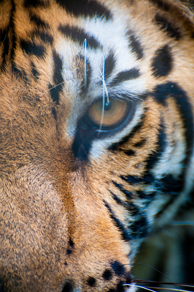 Close up of a tiger's eye