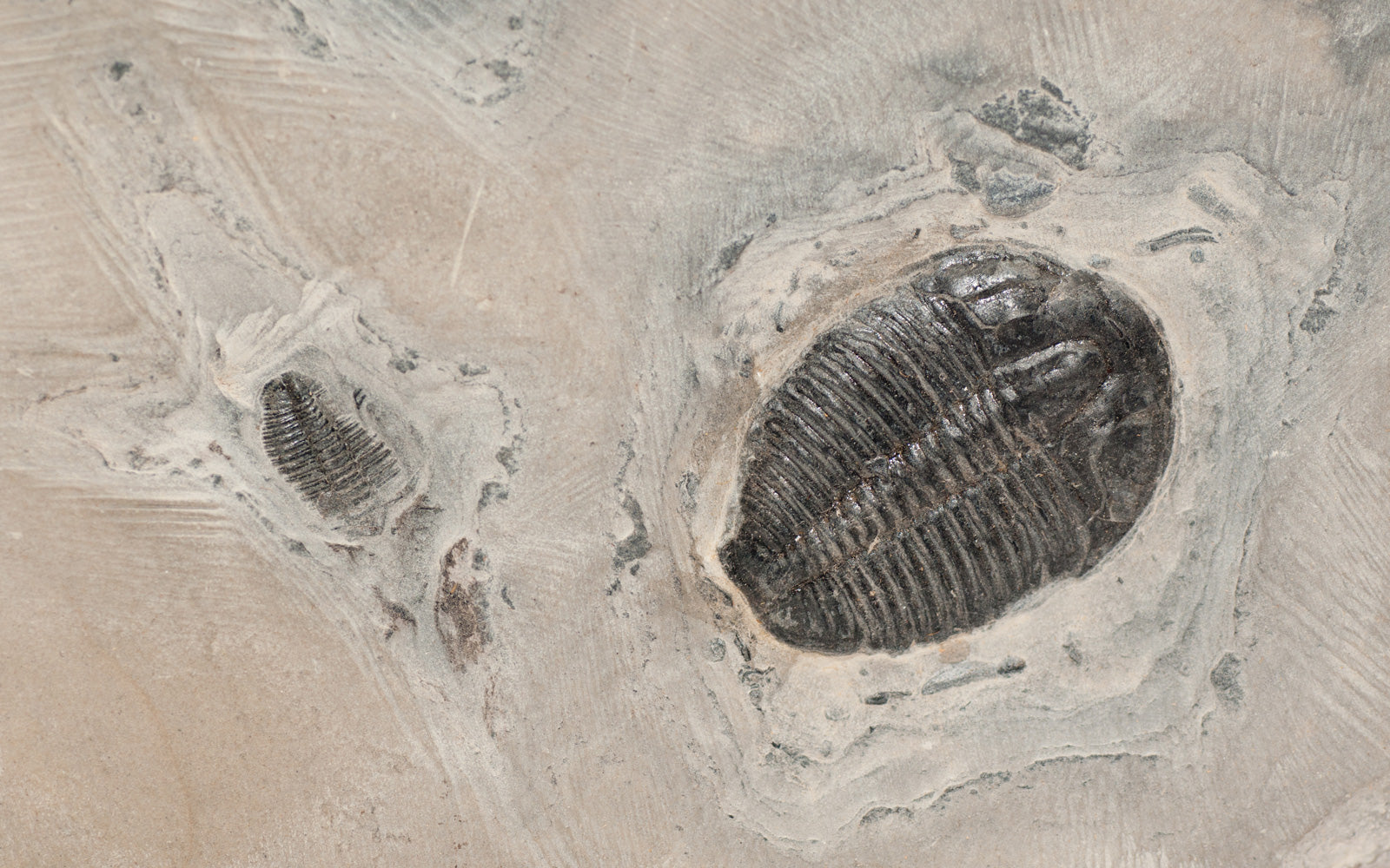 Uncovered trilobite fossils at a dig site