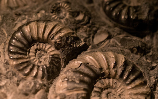 Ammonite fossil impressions