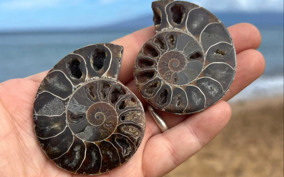 person holding a split pair ammonite fossil by the ocean