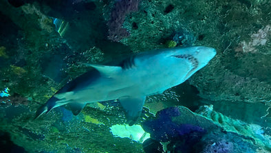 bottom of tiger shark swimming