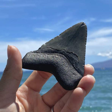 Black megalodon tooth held in front of ocean