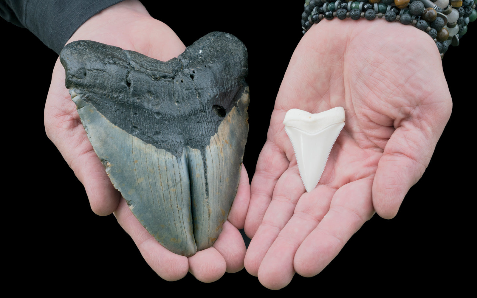 Person holding two sizes of shark teeth