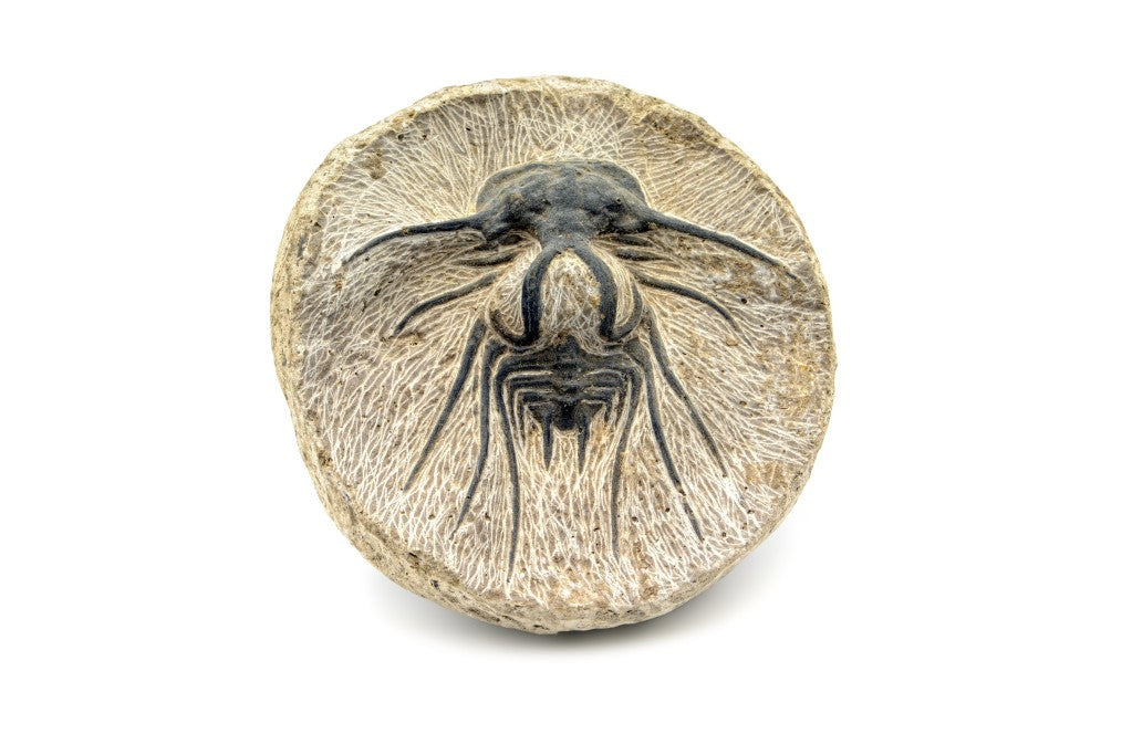 fossil of a Dicranurus trilobite in sand stone on white background