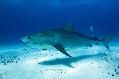 a tiger shark in the ocean with a fish swimming behind it