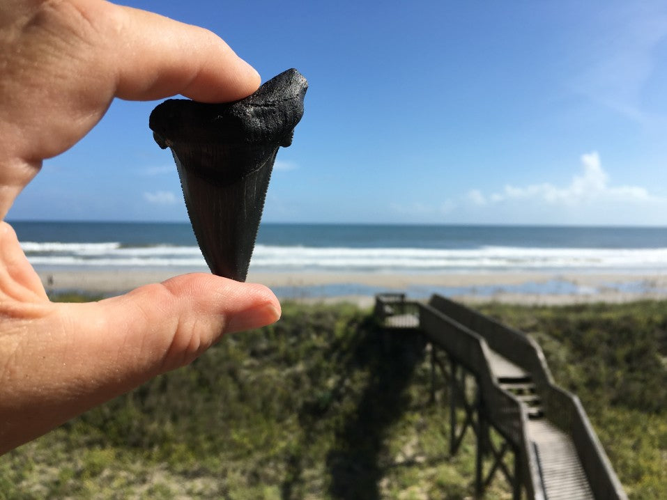 Megladon shark tooth held in front of ocean boardwalk