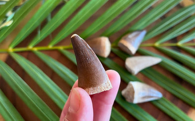 Person holding Mosasaur Fossil Tooth