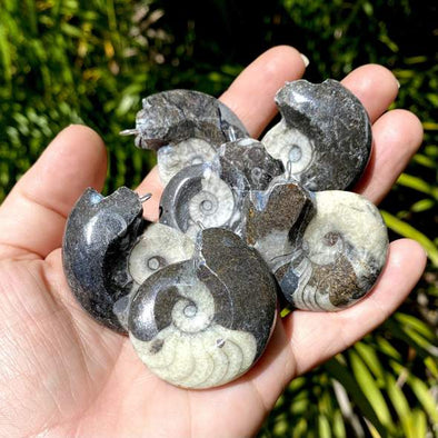 Hand full of black and white goniatite pendants