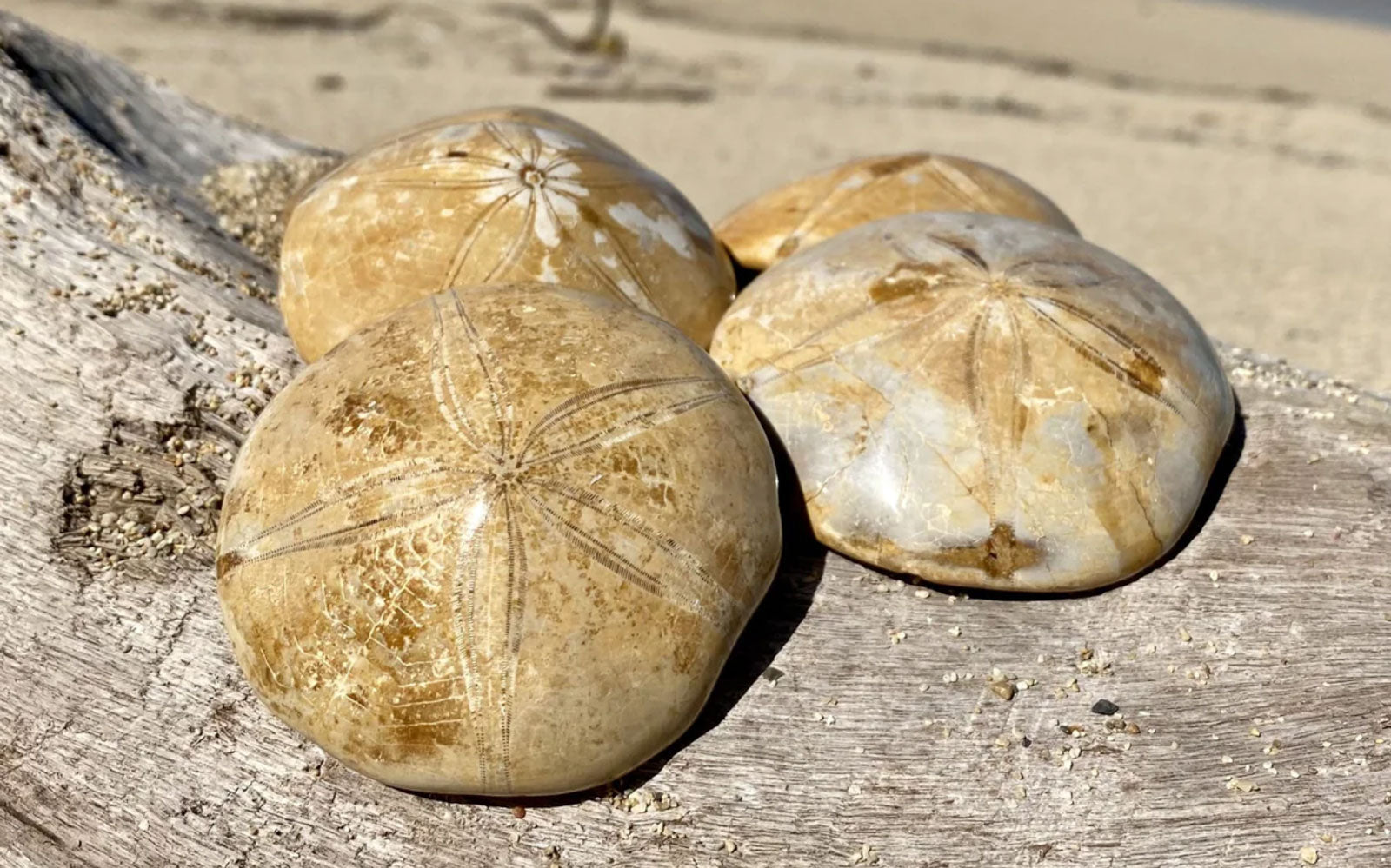 Sand Dollar fossils on driftwood log