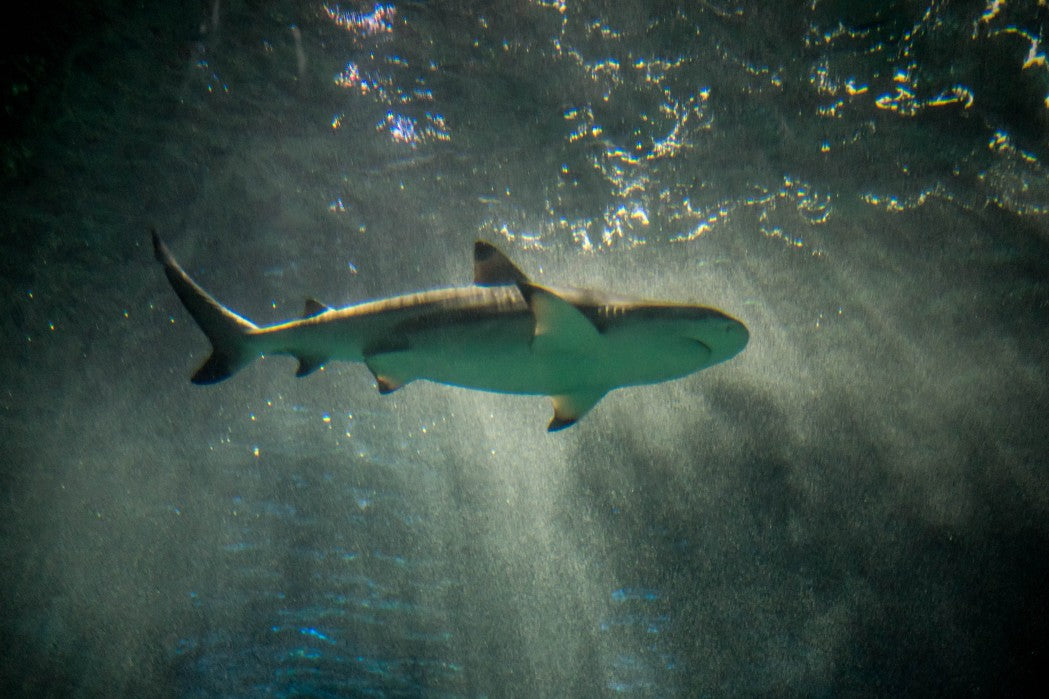 Bottom view of shark swimming in the ocean