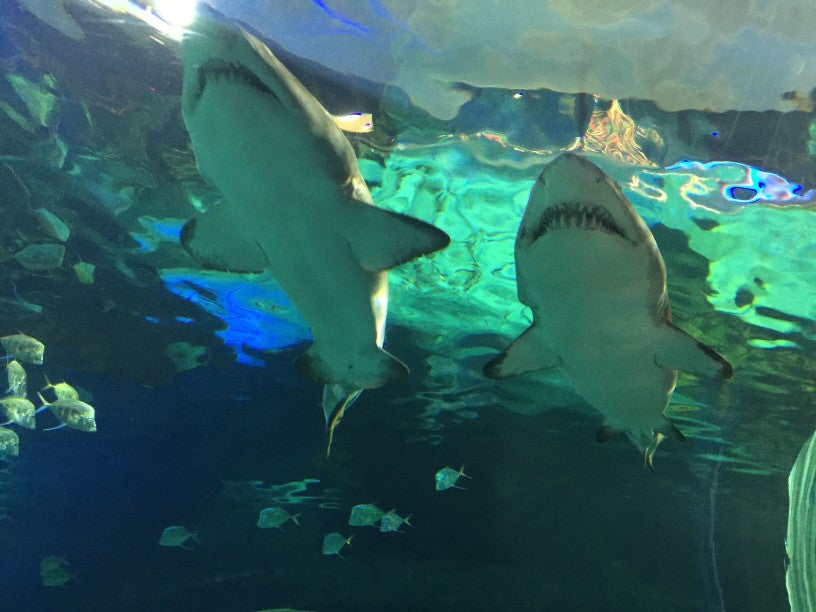 Sharks swimming in an aquarium