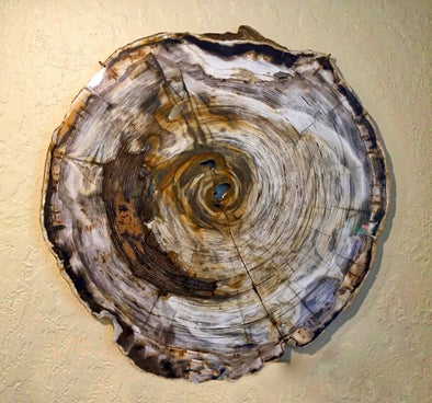 piece of petrified wood on tan background