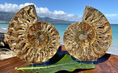 Ammonite Fossils: All About the Most Versatile Artifact