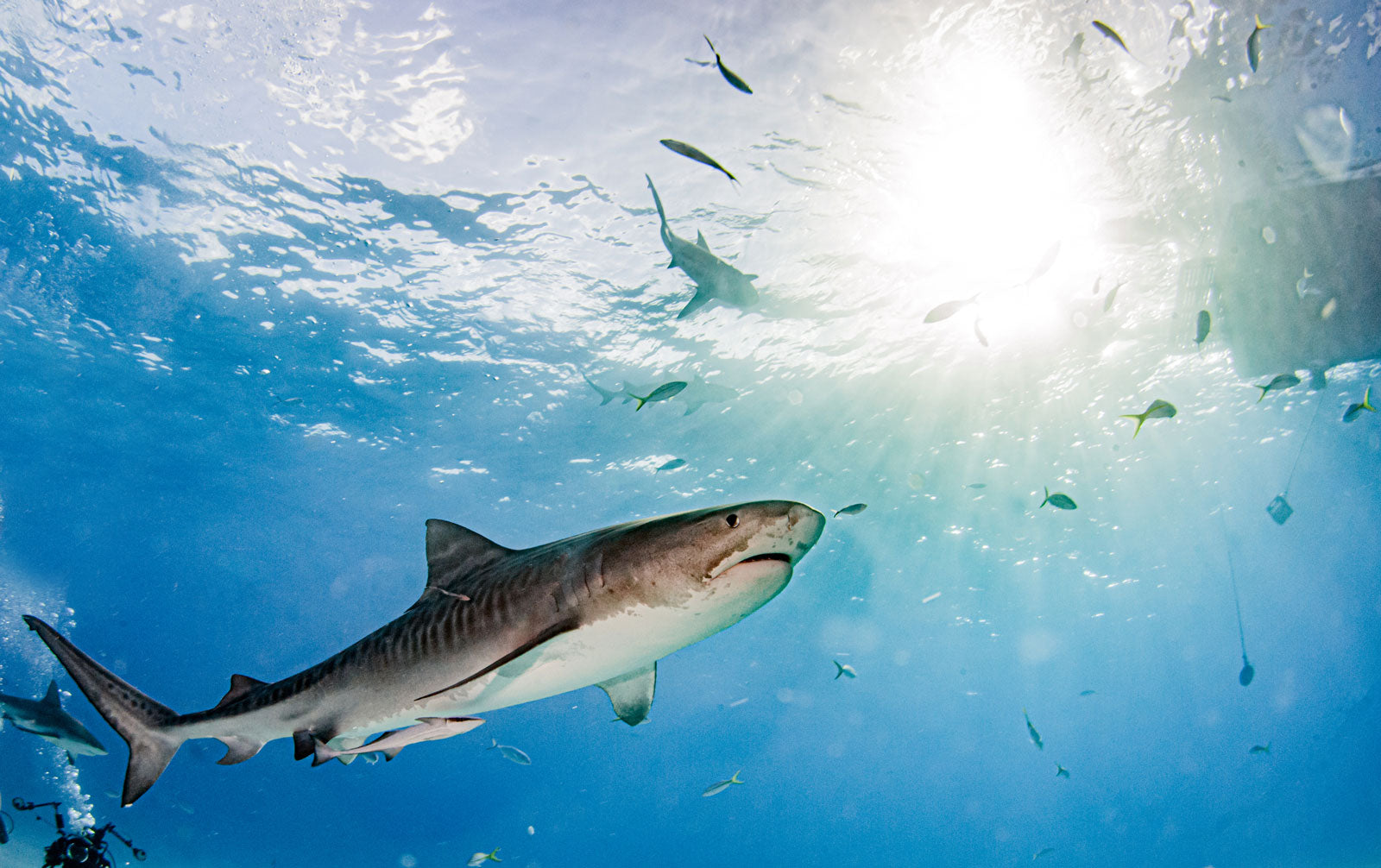 Tiger shark stalking prey in the ocean