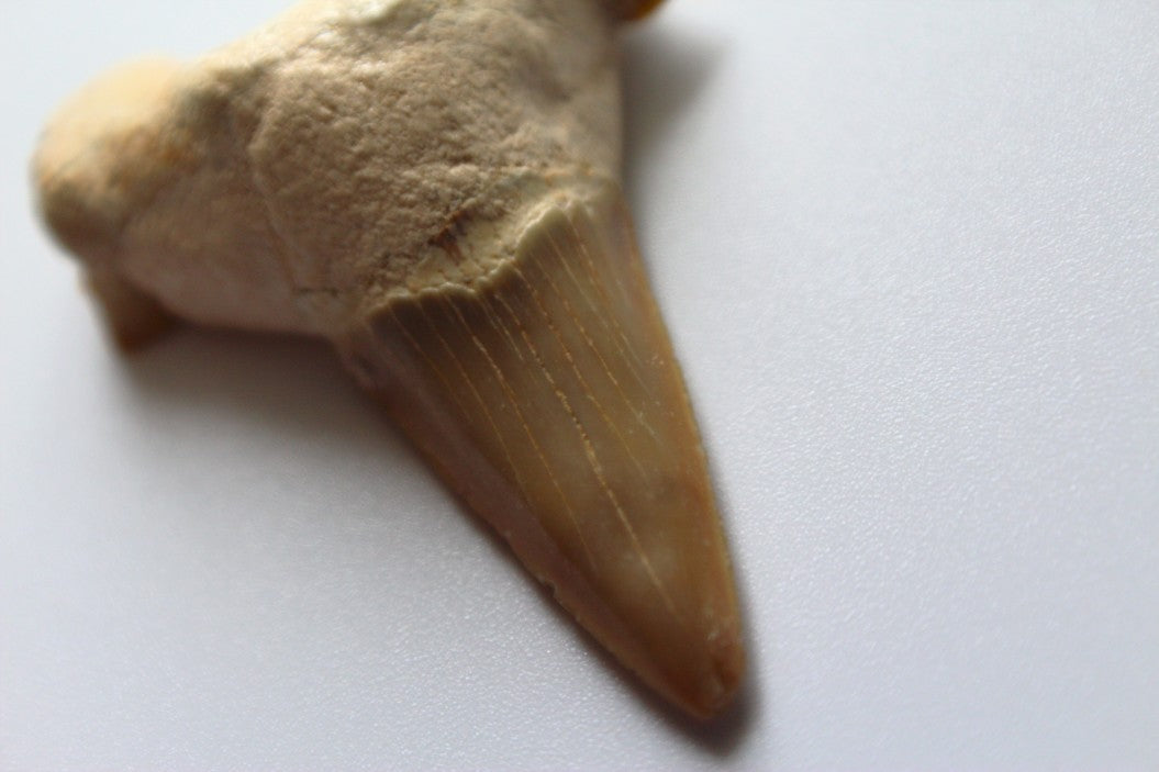 large shark tooth on white background