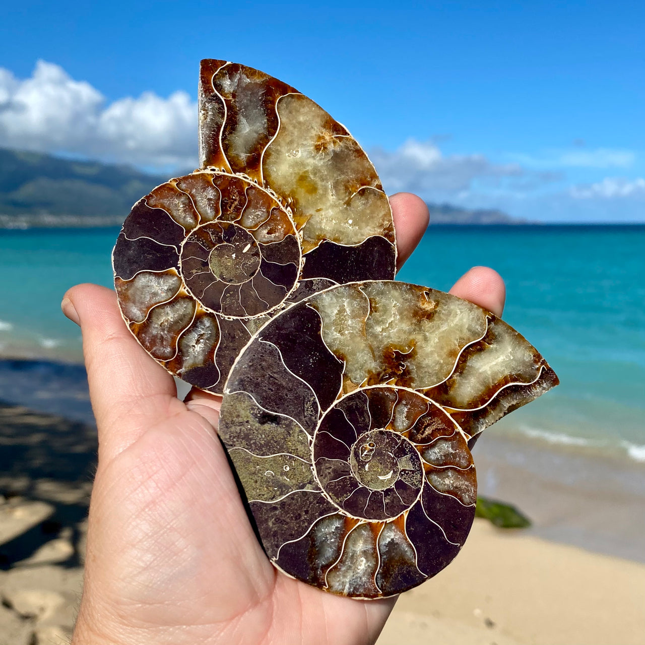 Ammonites