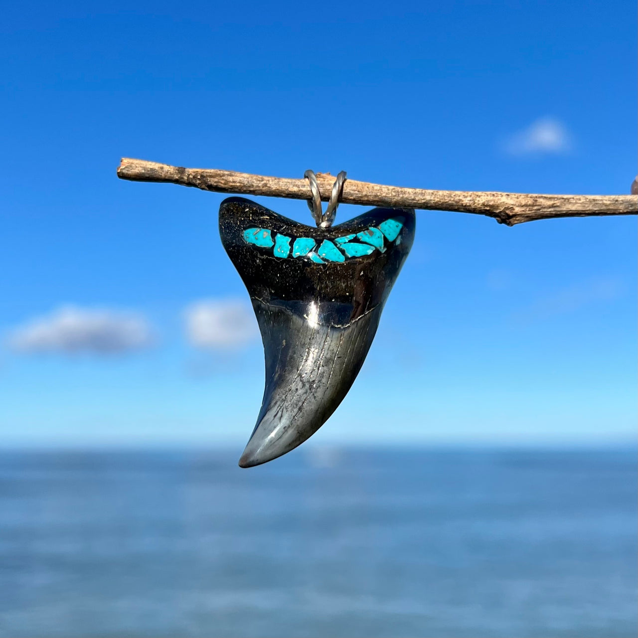 Other Fossil Shark Teeth