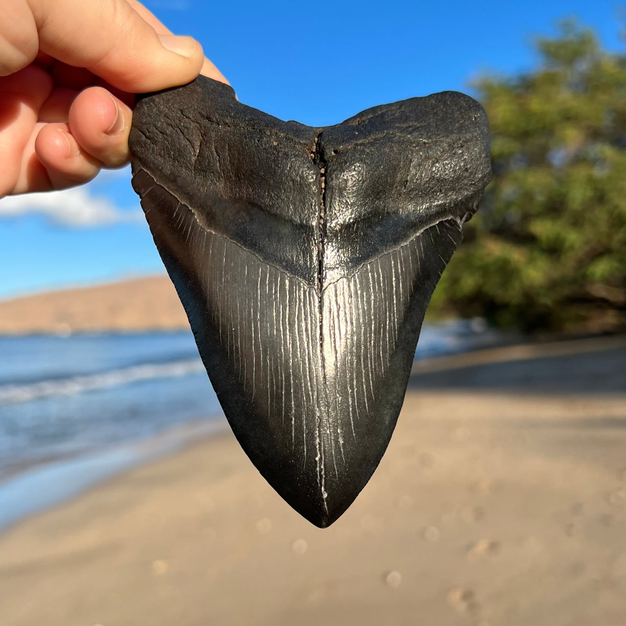 Megalodon Tooth Pendants