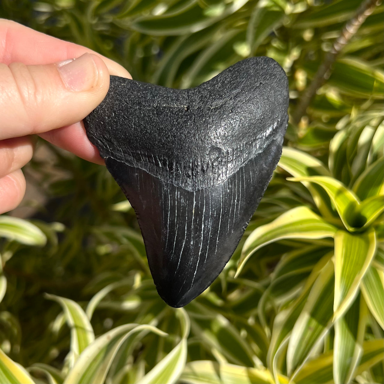 Megalodon Teeth Under $100