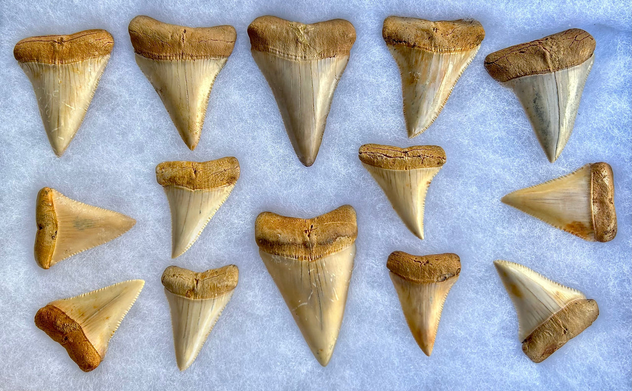 Chilean Great White Fossil Teeth