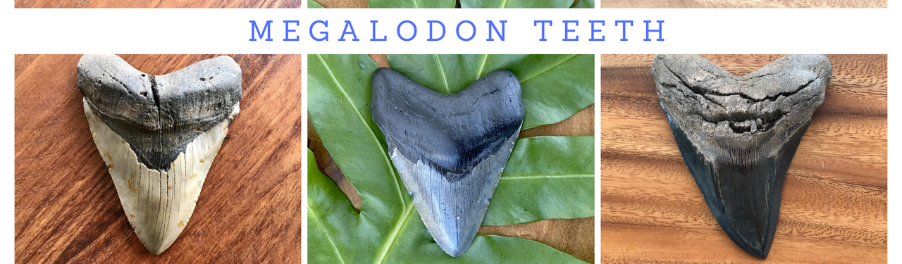 Megalodon Teeth