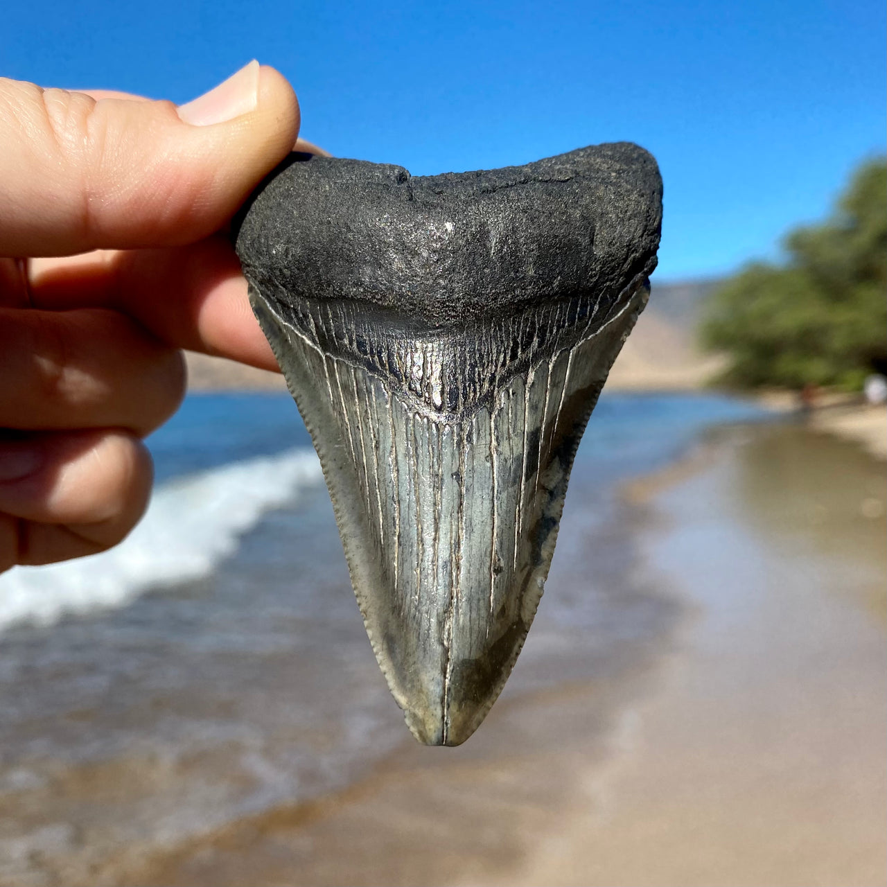 Megalodon Teeth $101-$500