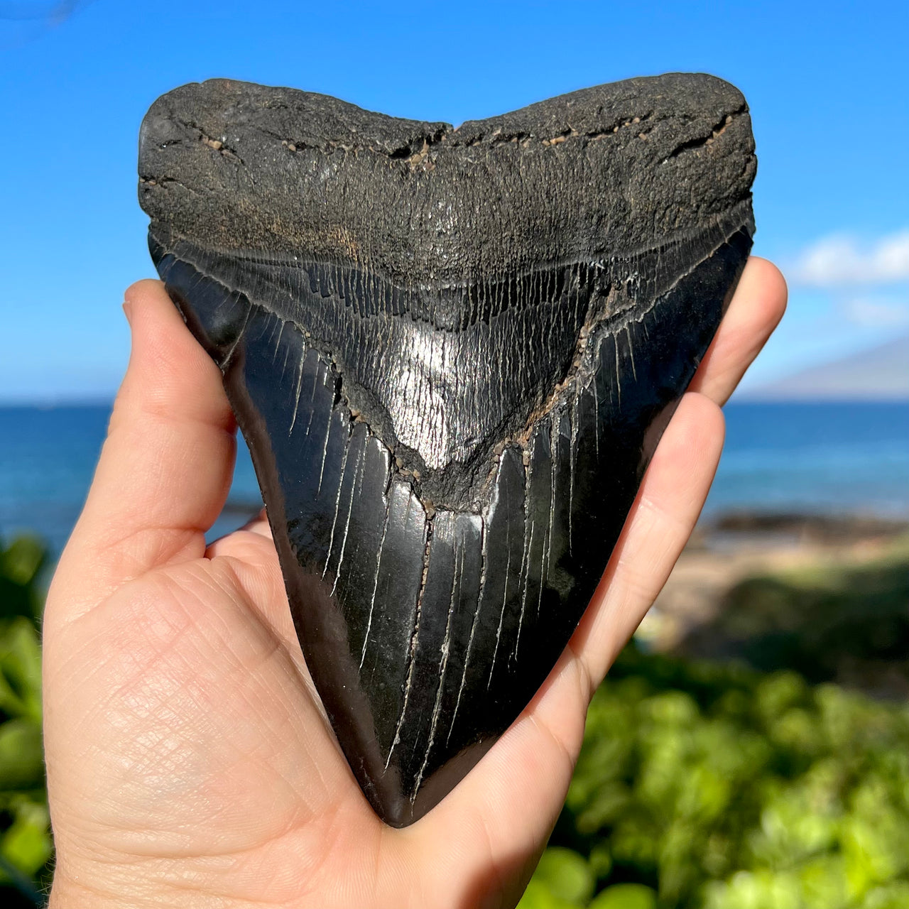 Megalodon Teeth $501-$1000