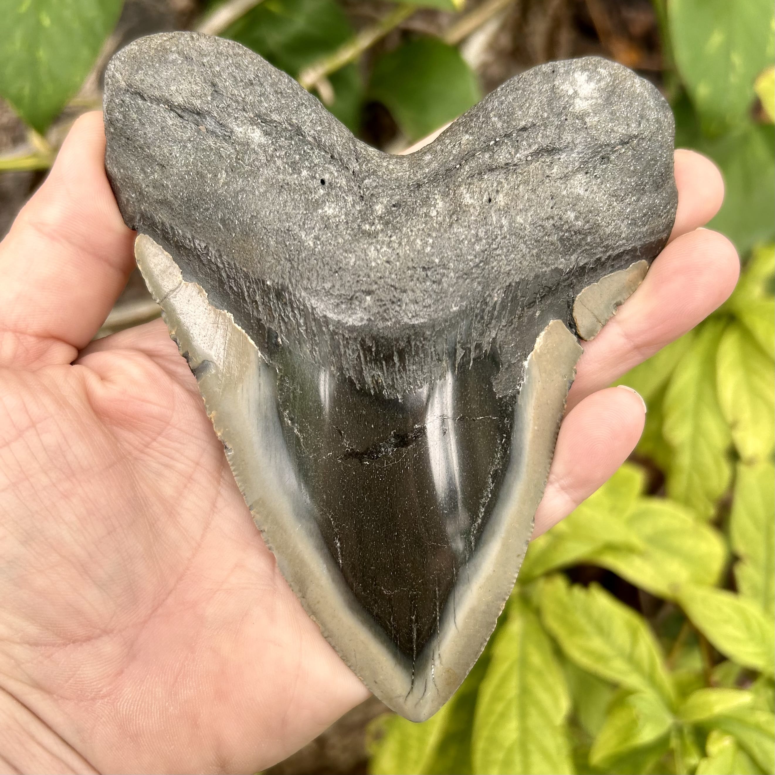 Gifts $101-$500 | Megalodon Teeth | Whaler's Locker