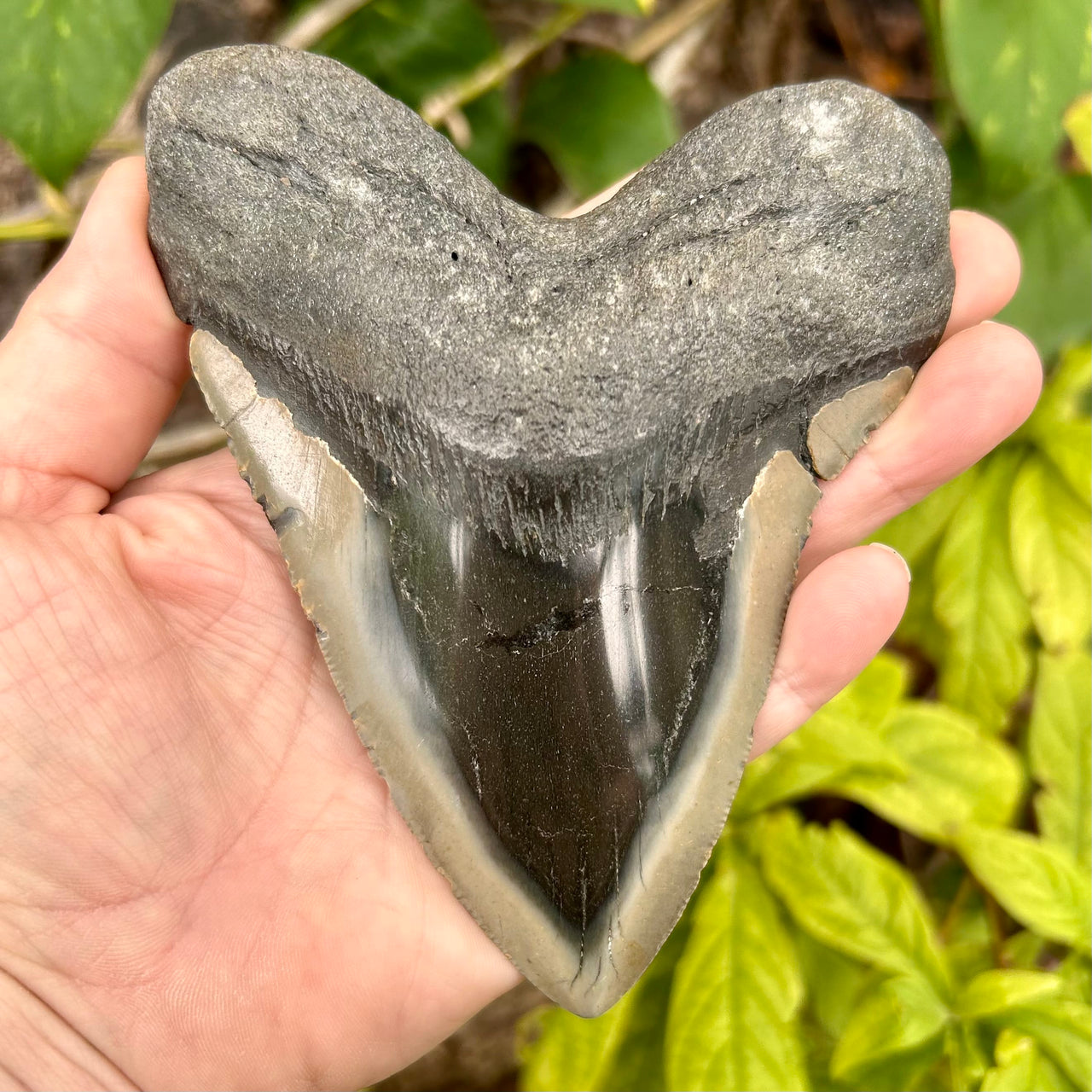 5" Polished Megalodon Tooth- Meg 74