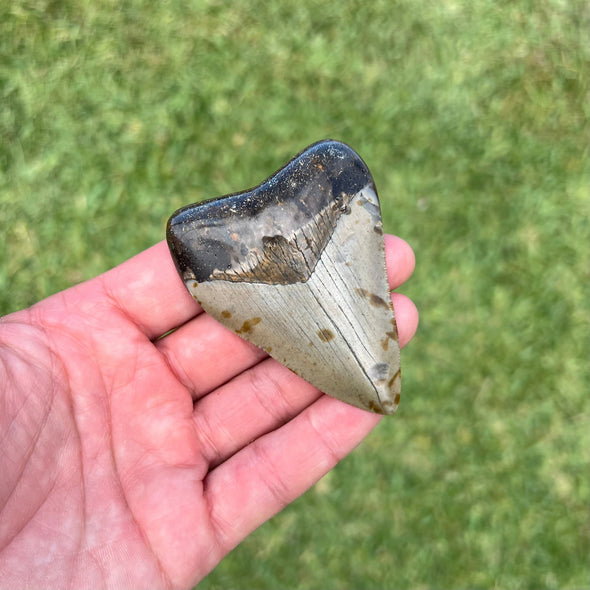 3” Megalodon Fossil Tooth- Meg58