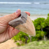 3 3/8” Extra Cute Megalodon Tooth- MEG30