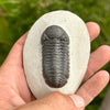 Phacops Trilobite Fossil- Tril-3A