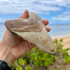 5 5/8” Polished Megalodon Tooth- MEG01