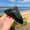 5 1/2" Polished Megalodon Tooth- Meg69